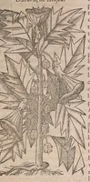 Picture 51 of 108 from Histoire generale des plantes : contenant XVIII livres egalement de partis en deux tomes (1653), leaf 547