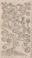 Picture 52 of 108 from Histoire generale des plantes : contenant XVIII livres egalement de partis en deux tomes (1653), leaf 572