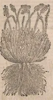 Picture 53 of 108 from Histoire generale des plantes : contenant XVIII livres egalement de partis en deux tomes (1653), leaf 583