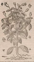 Picture 54 of 108 from Histoire generale des plantes : contenant XVIII livres egalement de partis en deux tomes (1653), leaf 596