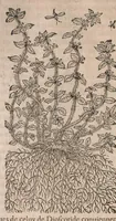 Picture 55 of 108 from Histoire generale des plantes : contenant XVIII livres egalement de partis en deux tomes (1653), leaf 596