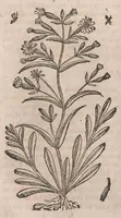 Picture 56 of 108 from Histoire generale des plantes : contenant XVIII livres egalement de partis en deux tomes (1653), leaf 596
