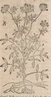 Picture 57 of 108 from Histoire generale des plantes : contenant XVIII livres egalement de partis en deux tomes (1653), leaf 607