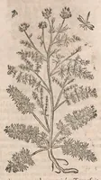 Picture 58 of 108 from Histoire generale des plantes : contenant XVIII livres egalement de partis en deux tomes (1653), leaf 607