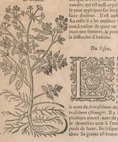 Picture 59 of 108 from Histoire generale des plantes : contenant XVIII livres egalement de partis en deux tomes (1653), leaf 619