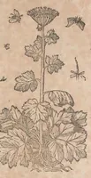 Picture 61 of 108 from Histoire generale des plantes : contenant XVIII livres egalement de partis en deux tomes (1653), leaf 647