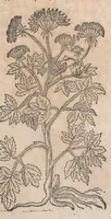 Picture 62 of 108 from Histoire generale des plantes : contenant XVIII livres egalement de partis en deux tomes (1653), leaf 647