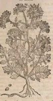 Picture 63 of 108 from Histoire generale des plantes : contenant XVIII livres egalement de partis en deux tomes (1653), leaf 659