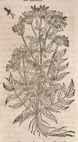 Picture 64 of 108 from Histoire generale des plantes : contenant XVIII livres egalement de partis en deux tomes (1653), leaf 659