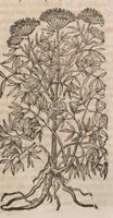 Picture 65 of 108 from Histoire generale des plantes : contenant XVIII livres egalement de partis en deux tomes (1653), leaf 659