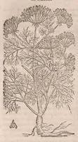 Picture 66 of 108 from Histoire generale des plantes : contenant XVIII livres egalement de partis en deux tomes (1653), leaf 670