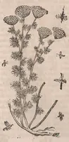 Picture 68 of 108 from Histoire generale des plantes : contenant XVIII livres egalement de partis en deux tomes (1653), leaf 680