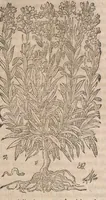 Picture 69 of 108 from Histoire generale des plantes : contenant XVIII livres egalement de partis en deux tomes (1653), leaf 705