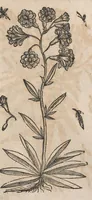 Picture 70 of 108 from Histoire generale des plantes : contenant XVIII livres egalement de partis en deux tomes (1653), leaf 705