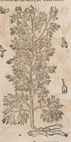 Picture 72 of 108 from Histoire generale des plantes : contenant XVIII livres egalement de partis en deux tomes (1653), leaf 713