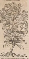 Picture 73 of 108 from Histoire generale des plantes : contenant XVIII livres egalement de partis en deux tomes (1653), leaf 723