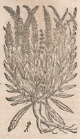 Picture 74 of 108 from Histoire generale des plantes : contenant XVIII livres egalement de partis en deux tomes (1653), leaf 723