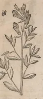 Picture 75 of 108 from Histoire generale des plantes : contenant XVIII livres egalement de partis en deux tomes (1653), leaf 731