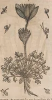 Picture 76 of 108 from Histoire generale des plantes : contenant XVIII livres egalement de partis en deux tomes (1653), leaf 751