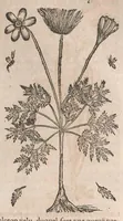 Picture 77 of 108 from Histoire generale des plantes : contenant XVIII livres egalement de partis en deux tomes (1653), leaf 751