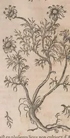 Picture 78 of 108 from Histoire generale des plantes : contenant XVIII livres egalement de partis en deux tomes (1653), leaf 762