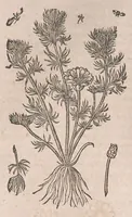 Picture 79 of 108 from Histoire generale des plantes : contenant XVIII livres egalement de partis en deux tomes (1653), leaf 762