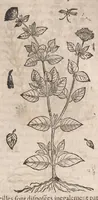 Picture 81 of 108 from Histoire generale des plantes : contenant XVIII livres egalement de partis en deux tomes (1653), leaf 785