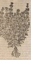 Picture 82 of 108 from Histoire generale des plantes : contenant XVIII livres egalement de partis en deux tomes (1653), leaf 785