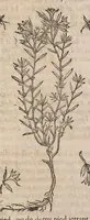 Picture 83 of 108 from Histoire generale des plantes : contenant XVIII livres egalement de partis en deux tomes (1653), leaf 785