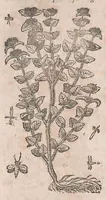Picture 84 of 108 from Histoire generale des plantes : contenant XVIII livres egalement de partis en deux tomes (1653), leaf 806