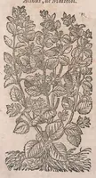 Picture 85 of 108 from Histoire generale des plantes : contenant XVIII livres egalement de partis en deux tomes (1653), leaf 806
