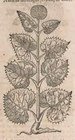 Picture 86 of 108 from Histoire generale des plantes : contenant XVIII livres egalement de partis en deux tomes (1653), leaf 817