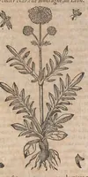 Picture 87 of 108 from Histoire generale des plantes : contenant XVIII livres egalement de partis en deux tomes (1653), leaf 817
