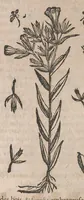 Picture 88 of 108 from Histoire generale des plantes : contenant XVIII livres egalement de partis en deux tomes (1653), leaf 826