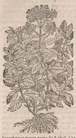 Picture 89 of 108 from Histoire generale des plantes : contenant XVIII livres egalement de partis en deux tomes (1653), leaf 826