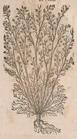 Picture 90 of 108 from Histoire generale des plantes : contenant XVIII livres egalement de partis en deux tomes (1653), leaf 839