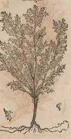 Picture 91 of 108 from Histoire generale des plantes : contenant XVIII livres egalement de partis en deux tomes (1653), leaf 839