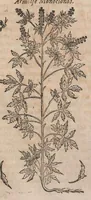 Picture 92 of 108 from Histoire generale des plantes : contenant XVIII livres egalement de partis en deux tomes (1653), leaf 839