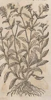 Picture 93 of 108 from Histoire generale des plantes : contenant XVIII livres egalement de partis en deux tomes (1653), leaf 849