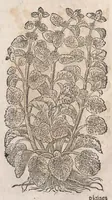 Picture 94 of 108 from Histoire generale des plantes : contenant XVIII livres egalement de partis en deux tomes (1653), leaf 849