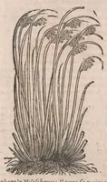 Picture 95 of 108 from Histoire generale des plantes : contenant XVIII livres egalement de partis en deux tomes (1653), leaf 872