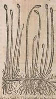 Picture 96 of 108 from Histoire generale des plantes : contenant XVIII livres egalement de partis en deux tomes (1653), leaf 872
