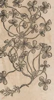 Picture 97 of 108 from Histoire generale des plantes : contenant XVIII livres egalement de partis en deux tomes (1653), leaf 897