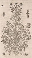 Picture 98 of 108 from Histoire generale des plantes : contenant XVIII livres egalement de partis en deux tomes (1653), leaf 908
