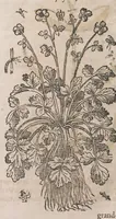 Picture 99 of 108 from Histoire generale des plantes : contenant XVIII livres egalement de partis en deux tomes (1653), leaf 908