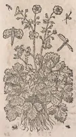 Picture 100 of 108 from Histoire generale des plantes : contenant XVIII livres egalement de partis en deux tomes (1653), leaf 908