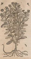 Picture 102 of 108 from Histoire generale des plantes : contenant XVIII livres egalement de partis en deux tomes (1653), leaf 925