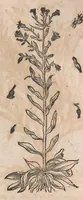 Picture 103 of 108 from Histoire generale des plantes : contenant XVIII livres egalement de partis en deux tomes (1653), leaf 925