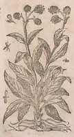 Picture 105 of 108 from Histoire generale des plantes : contenant XVIII livres egalement de partis en deux tomes (1653), leaf 944