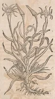 Picture 106 of 108 from Histoire generale des plantes : contenant XVIII livres egalement de partis en deux tomes (1653), leaf 955
